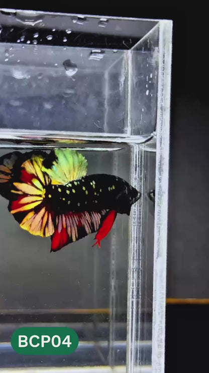 Black Panther Plakat Male Betta Fish | You Pick Fish | Rare Betta