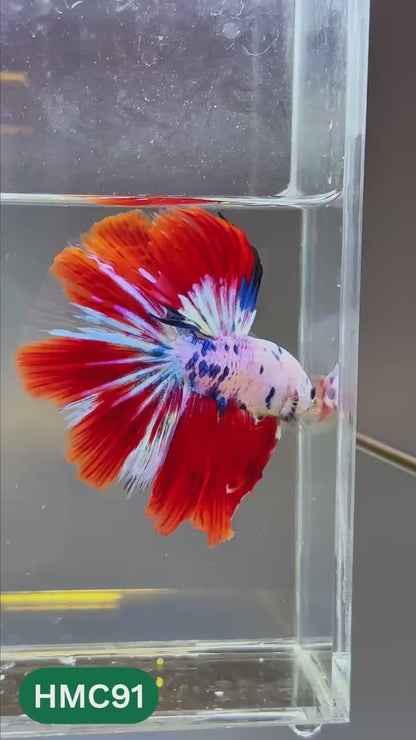 Multicolor Halfmoon Male Betta Fish | High Grade | Order Directly From Farm |  You Pick Fish |