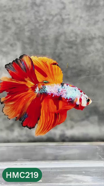 Multicolor Halfmoon Male Betta Fish | Order Directly From Farm | You Pick Fish