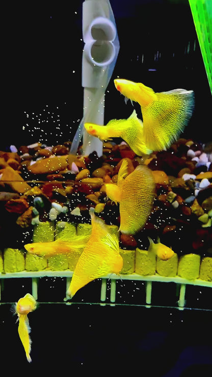 Albino Yellow Lace Guppy Fish