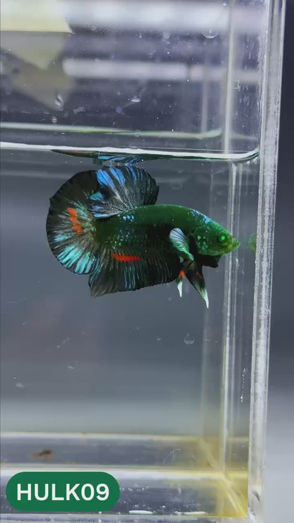 Galaxy Hulk Plakat Male Betta Fish | Exotic Grade | You Pick