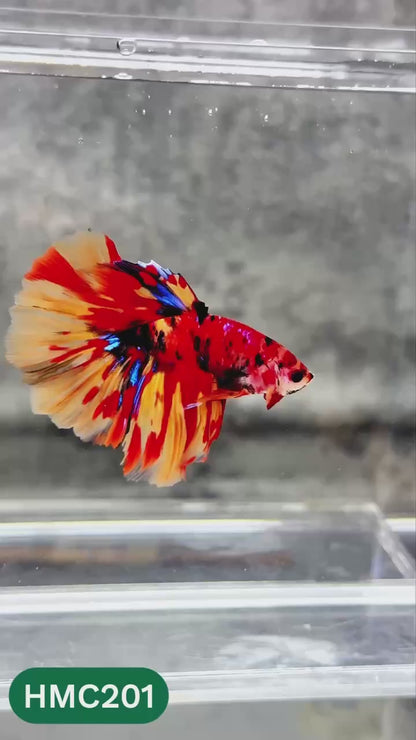 Multicolor Halfmoon Male Betta Fish | Order Directly From Farm | You Pick Fish