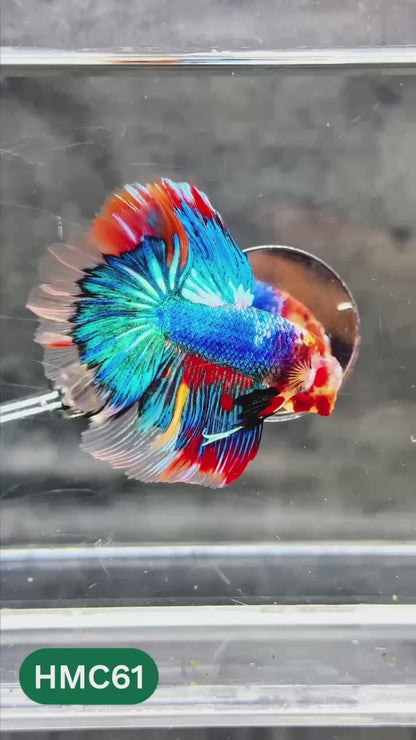 Multicolor Halfmoon Male Betta Fish | High Grade | Order Directly From Farm |  You Pick Fish |