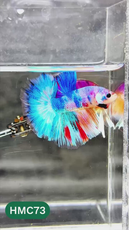 Multicolor Halfmoon Male Betta Fish | High Grade | Order Directly From Farm |  You Pick Fish |