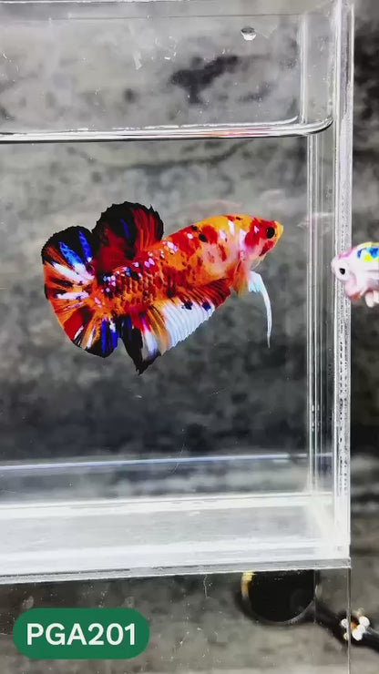 King Giant Plakat Male Betta Fish | You Pick Fish | High Grade