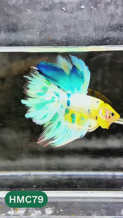 Multicolor Halfmoon Male Betta Fish | High Grade | Order Directly From Farm |  You Pick Fish |
