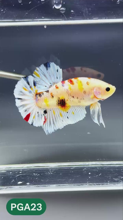 King Giant Plakat Male Betta Fish | You Pick Fish | High Grade