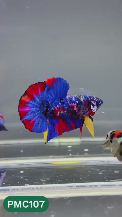 Multicolor Plakat Male Betta Fish |Show Grade|  You Pick Fish