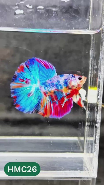 Multicolor Halfmoon Male Betta Fish | High Grade | Order Directly From Farm |  You Pick Fish |