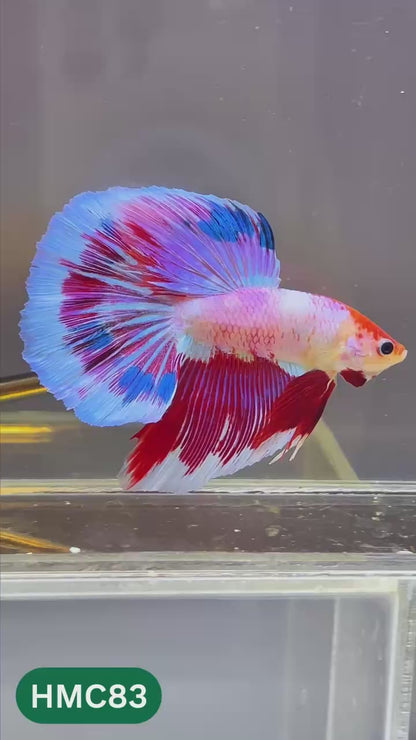Multicolor Halfmoon Male Betta Fish | High Grade | Order Directly From Farm |  You Pick Fish |