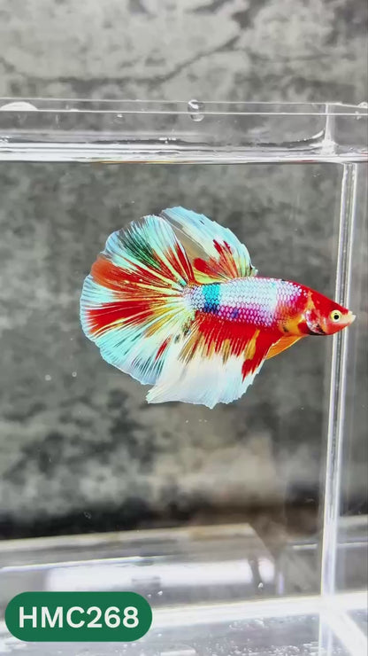 Multicolor Halfmoon Male Betta Fish | Order Directly From Farm | You Pick Fish