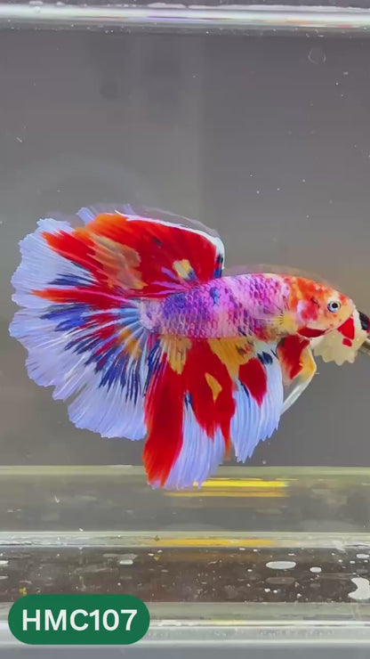 Multicolor Halfmoon Male Betta Fish | Order Directly From Farm | You Pick Fish