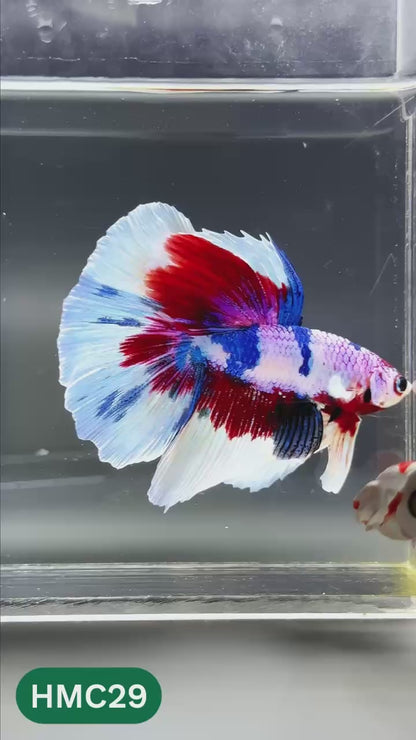 Multicolor Halfmoon Male Betta Fish | High Grade | Order Directly From Farm |  You Pick Fish