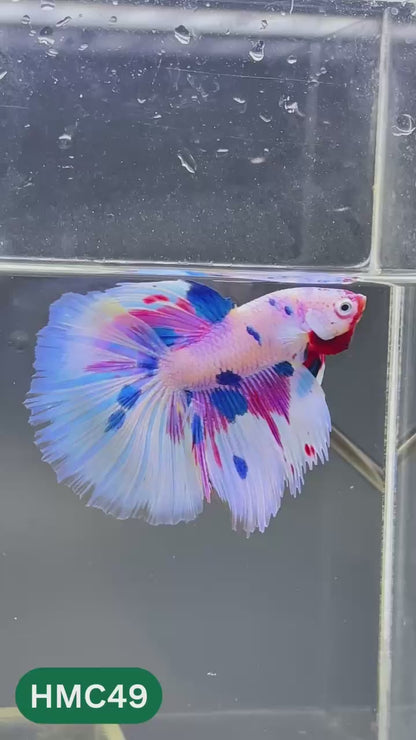 Multicolor Halfmoon Male Betta Fish | High Grade | Order Directly From Farm |  You Pick Fish |