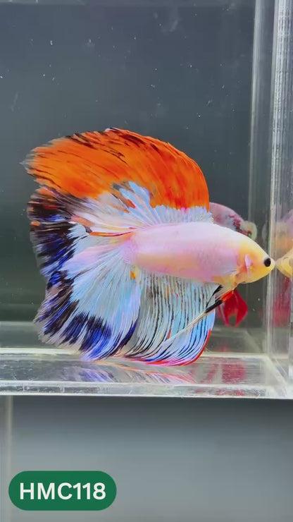Multicolor Halfmoon Male Betta Fish | Order Directly From Farm | You Pick Fish