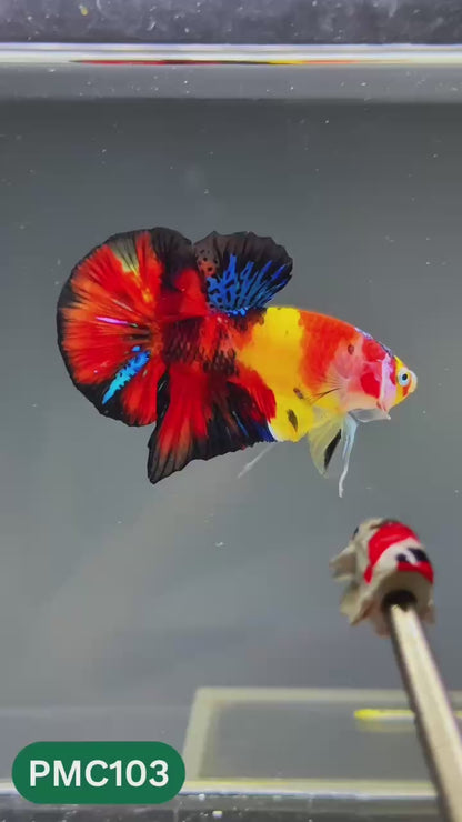 Multicolor Plakat Male Betta Fish |Show Grade|  You Pick Fish