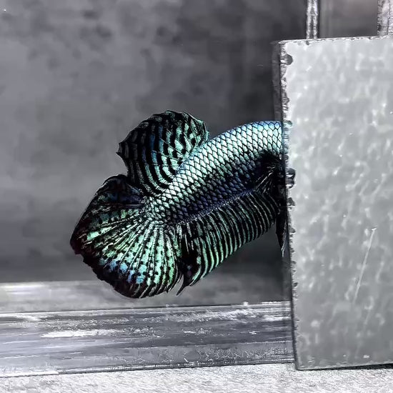 Wild Alien Gray Male Betta Fish