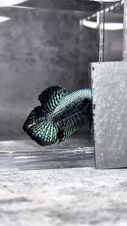 Wild Alien Gray Male Betta Fish
