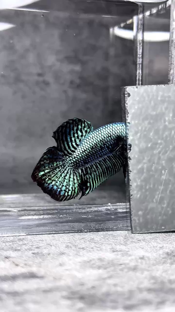 Wild Alien Gray Male Betta Fish