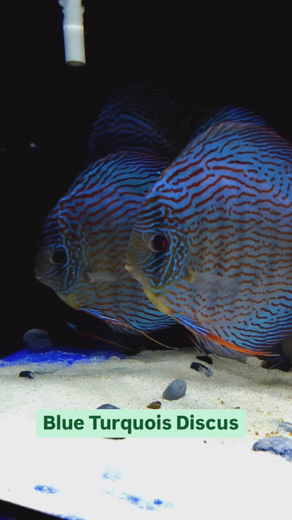 Blue Turquoise Discus Fish