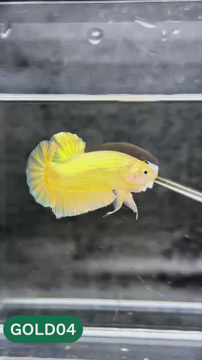 Super Gold Plakat Male Betta Fish | You Pick Fish | Show Grade