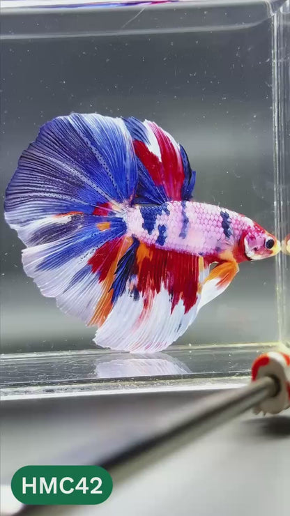 Multicolor Halfmoon Male Betta Fish | High Grade | Order Directly From Farm |  You Pick Fish