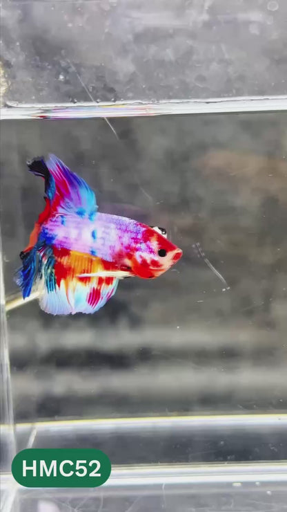 Multicolor Halfmoon Male Betta Fish | High Grade | Order Directly From Farm |  You Pick Fish |