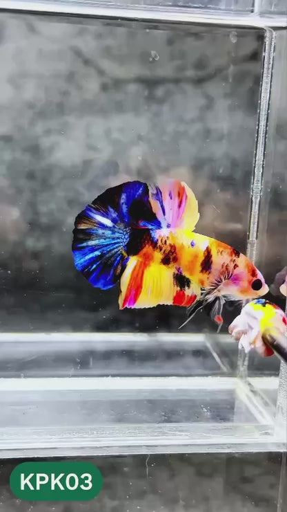 Multicolor Plakat Male Betta Fish |Show Grade|  You Pick Fish