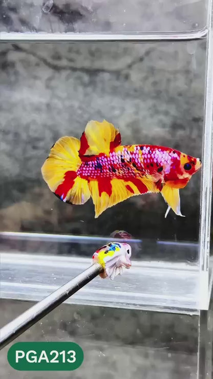 King Giant Plakat Male Betta Fish | You Pick Fish | High Grade