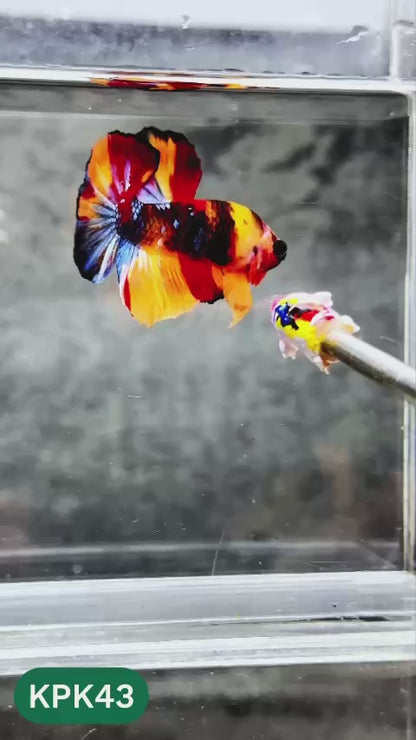 Multicolor Plakat Male Betta Fish |Show Grade|  You Pick Fish