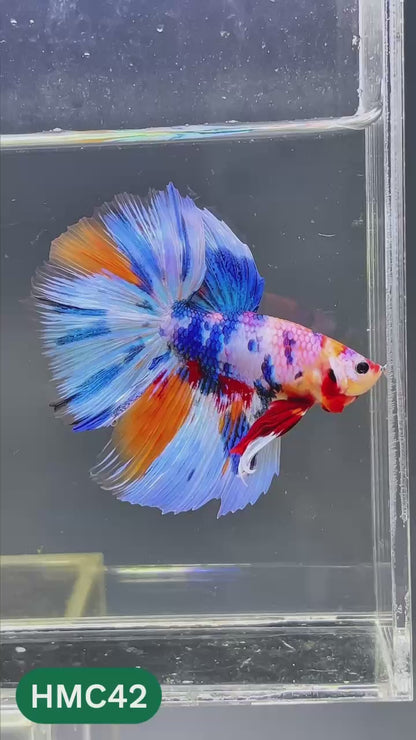 Multicolor Halfmoon Male Betta Fish | High Grade | Order Directly From Farm |  You Pick Fish |