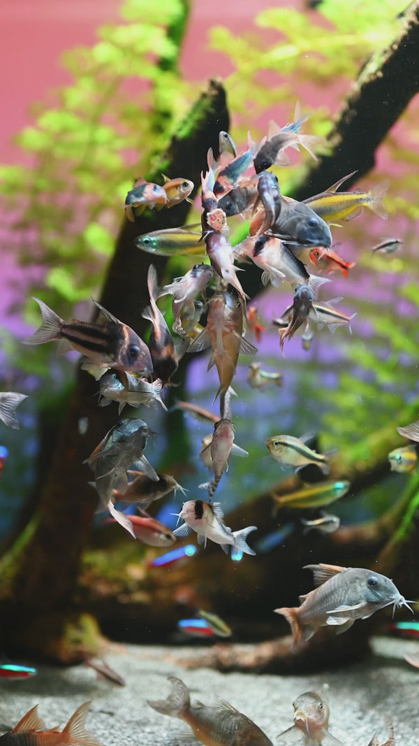 Mix Corydoras Catfish — Swimming Video