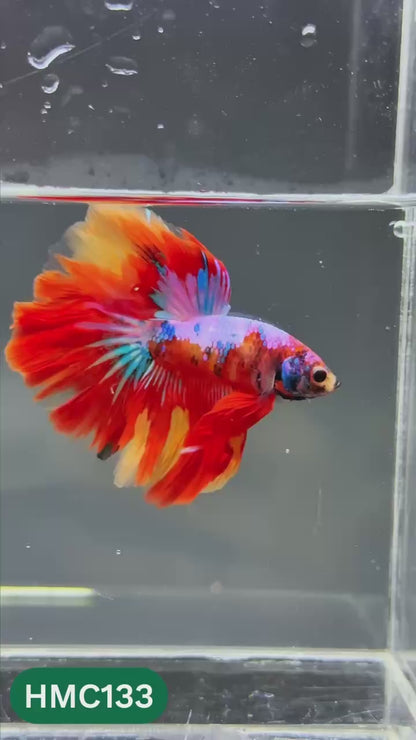 Multicolor Halfmoon Male Betta Fish | Order Directly From Farm | You Pick Fish