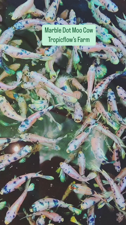 Female Betta Fish Marble Dot Moo Cow Plakat