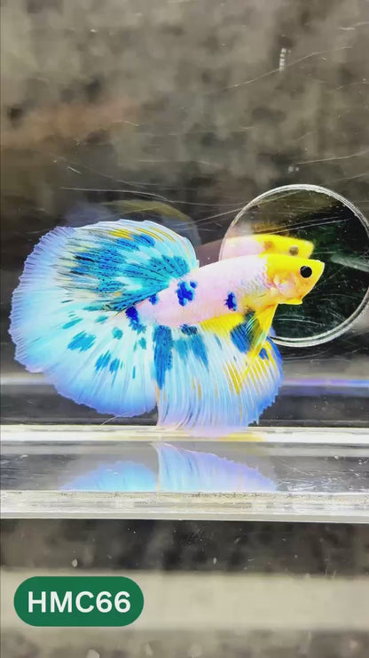 Multicolor Halfmoon Male Betta Fish | High Grade | Order Directly From Farm |  You Pick Fish |