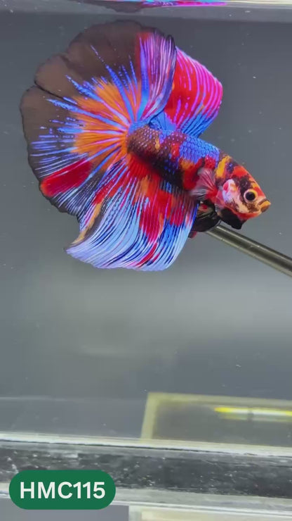 Multicolor Halfmoon Male Betta Fish | Order Directly From Farm | You Pick Fish