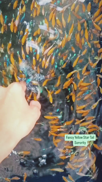 Fancy Yellow Start Female Betta Fish Sorority | Successful Sorority Pack