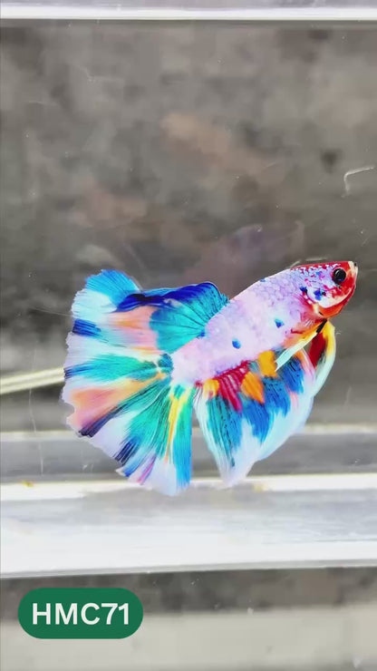 Multicolor Halfmoon Male Betta Fish | High Grade | Order Directly From Farm |  You Pick Fish |