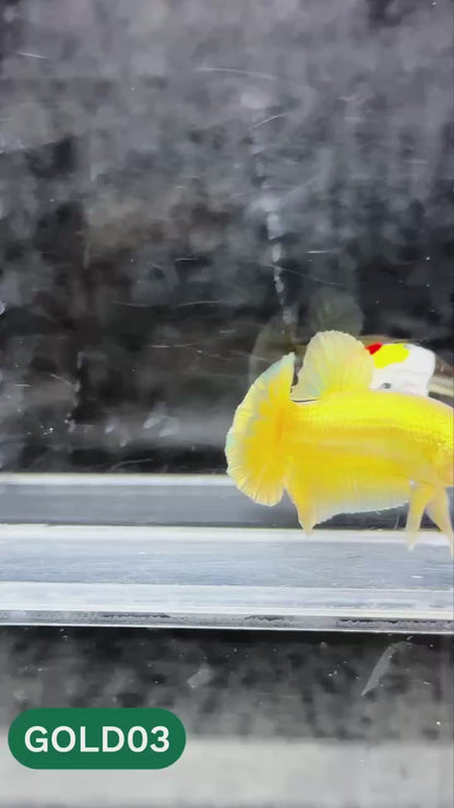 Super Gold Plakat Male Betta Fish | You Pick Fish | Show Grade