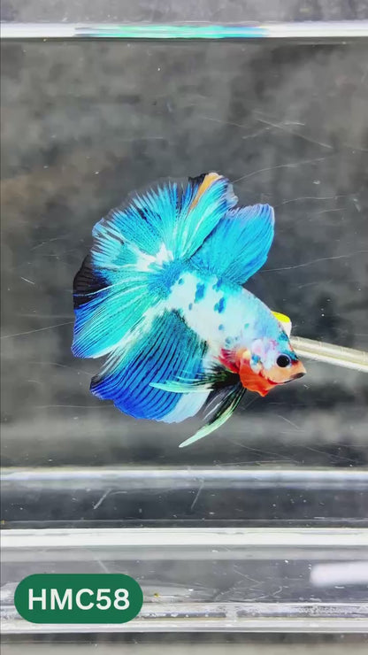 Multicolor Halfmoon Male Betta Fish | High Grade | Order Directly From Farm |  You Pick Fish |