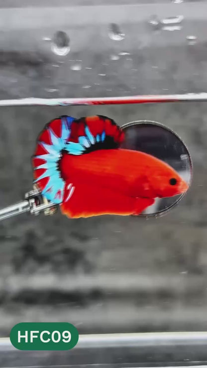 Hellboy Plakat Male Betta Fish | Order Directly From Farm | You Pick Fish