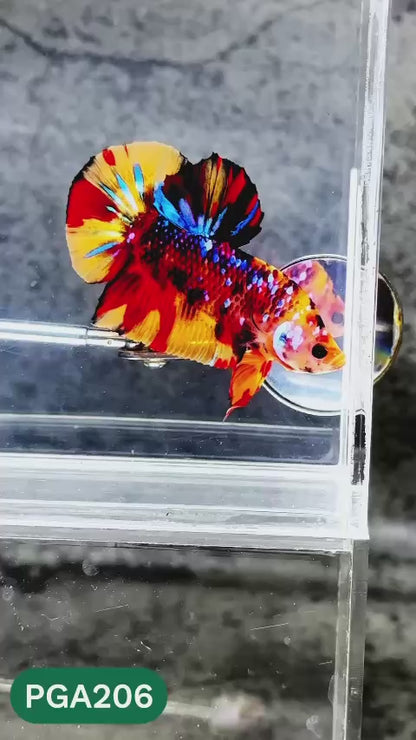 King Giant Plakat Male Betta Fish | You Pick Fish | High Grade