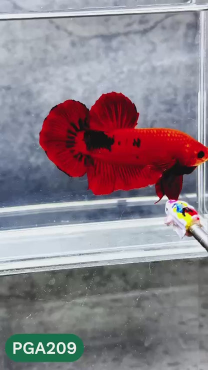 King Giant Plakat Male Betta Fish | You Pick Fish | High Grade