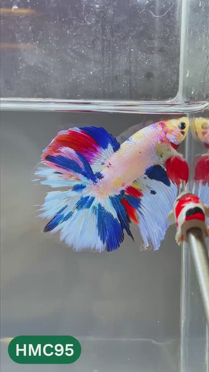 Multicolor Halfmoon Male Betta Fish | High Grade | Order Directly From Farm |  You Pick Fish |