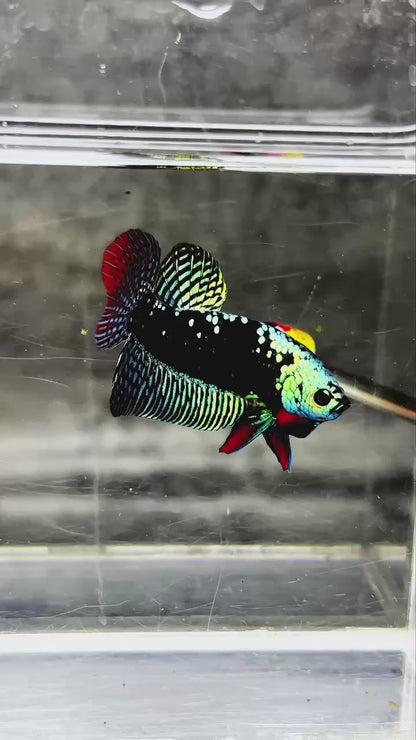 Green Samurai Alien Wild Male Betta Fish | Grower Pick