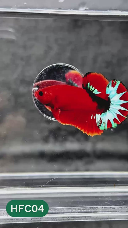 Hellboy Plakat Male Betta Fish | Order Directly From Farm | You Pick Fish