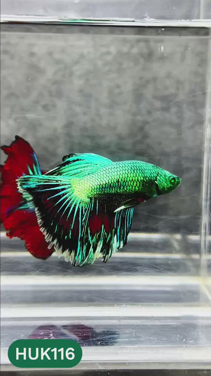 Black Hulk Halfmoon Male Betta Fish | You Pick Fish