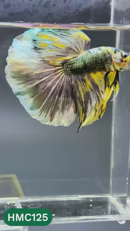 Multicolor Halfmoon Male Betta Fish | Order Directly From Farm | You Pick Fish