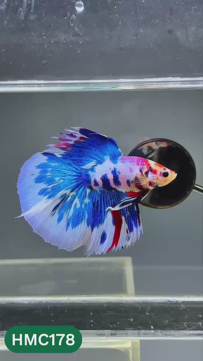 Multicolor Halfmoon Male Betta Fish | Order Directly From Farm | You Pick Fish