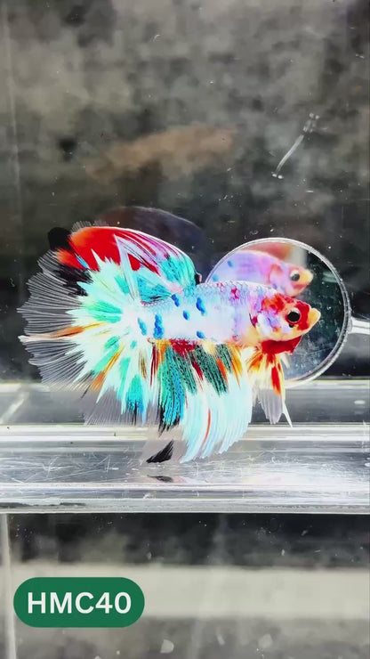 Multicolor Halfmoon Male Betta Fish | High Grade | Order Directly From Farm |  You Pick Fish |